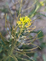 Sisymbrium irio
