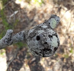 Callirhytis quercusbatatoides