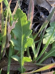 Engelmannia peristenia