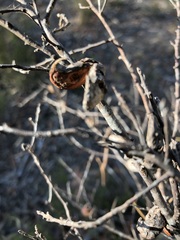 Hakea rugosa