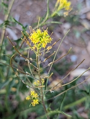 Sisymbrium irio