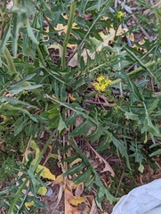 Sisymbrium irio