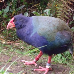 Porphyrio hochstetteri