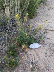Sisymbrium irio