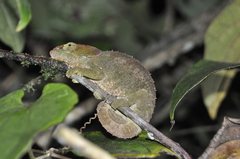 Calumma crypticum