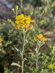 Physaria