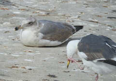 Larus glaucescens × occidentalis