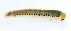 Tenthredininae