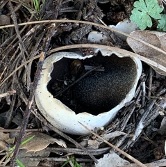 Dissingia leucomelaena