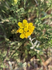 Physaria
