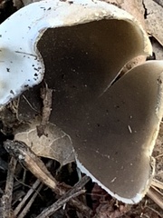 Dissingia leucomelaena