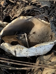 Dissingia leucomelaena