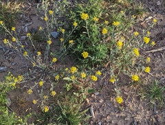 Physaria