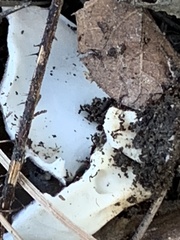 Dissingia leucomelaena