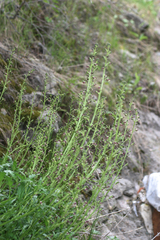 Scrophularia kiriloviana