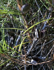 Hakea vittata