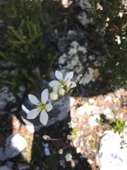 Gentianella diemensis