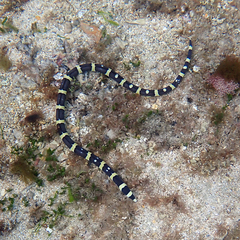 Leiuranus versicolor