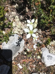 Gentianella diemensis