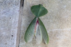Choeradodis rhombicollis