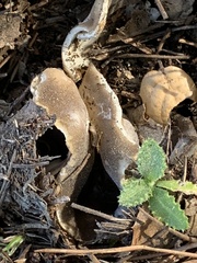 Dissingia leucomelaena