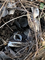 Dissingia leucomelaena