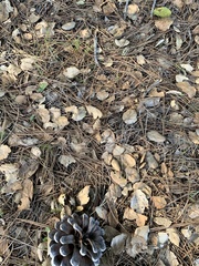 Dissingia leucomelaena