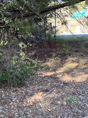 Dissingia leucomelaena