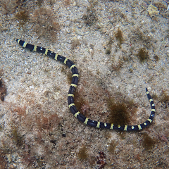 Leiuranus versicolor