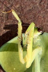 Choeradodis rhombicollis