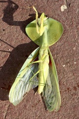 Choeradodis rhombicollis