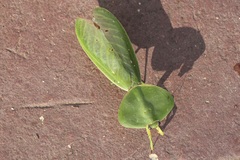 Choeradodis rhombicollis