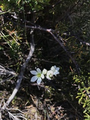Gentianella diemensis