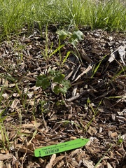 Ribes sanguineum glutinosum