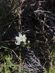 Gentianella diemensis