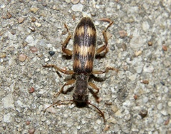 Cymatodera undulata