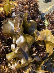 Mazzaella laminarioides