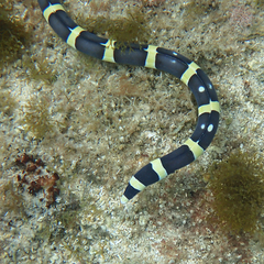 Leiuranus versicolor