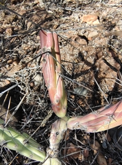 Cylindropuntia molesta