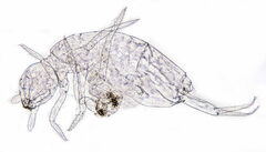 Pseudosinella