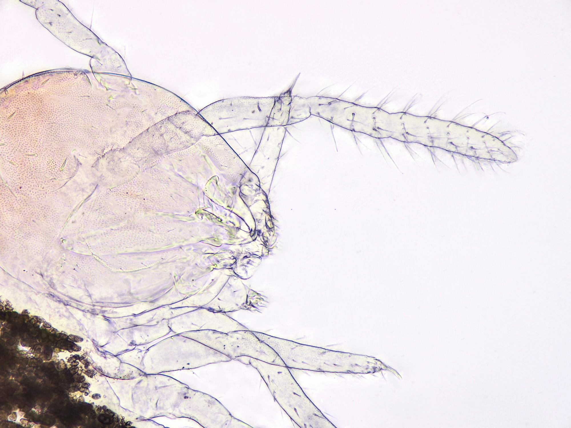 Arrhopalites caecus (Tullberg, 1871)