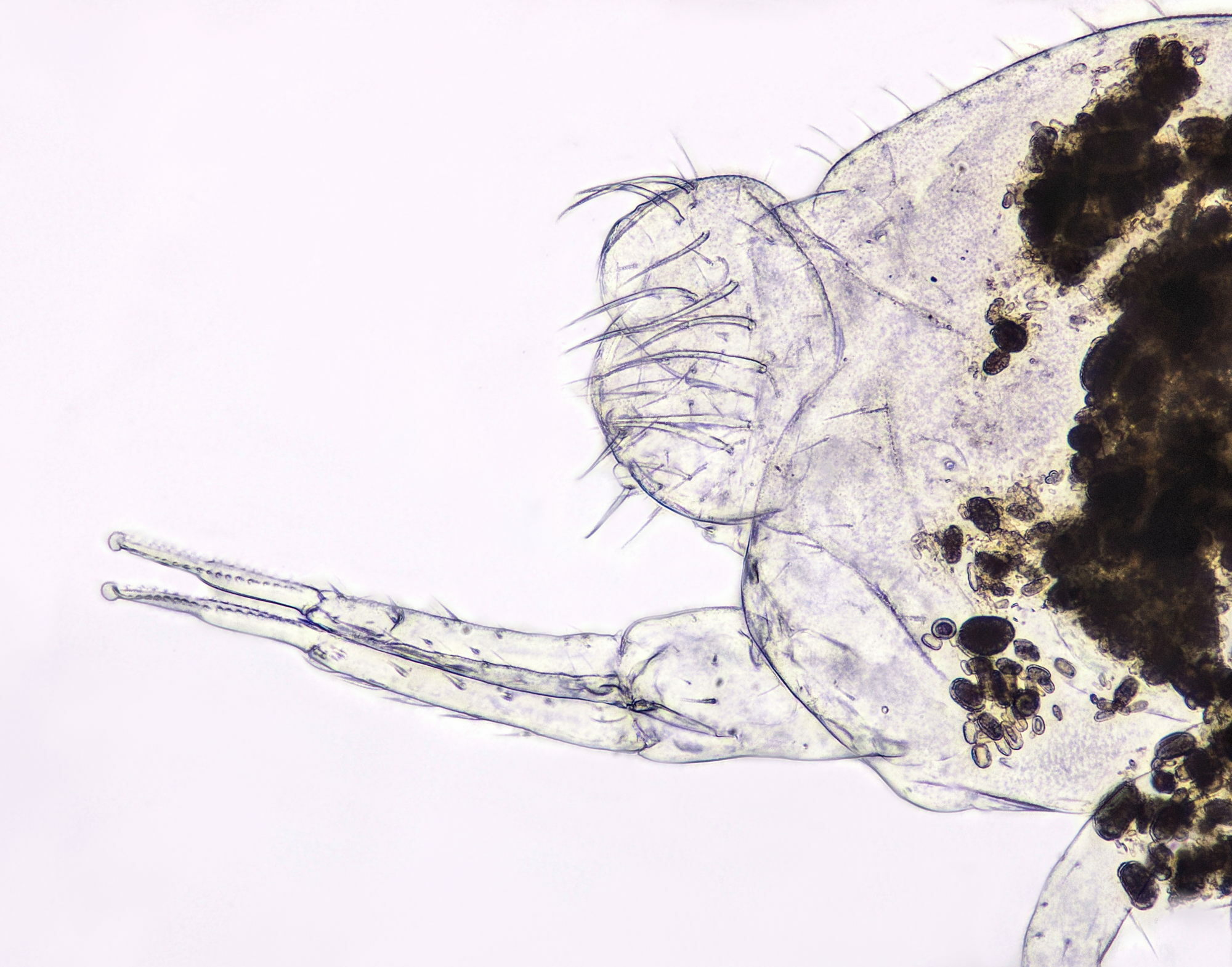 Arrhopalites caecus (Tullberg, 1871)