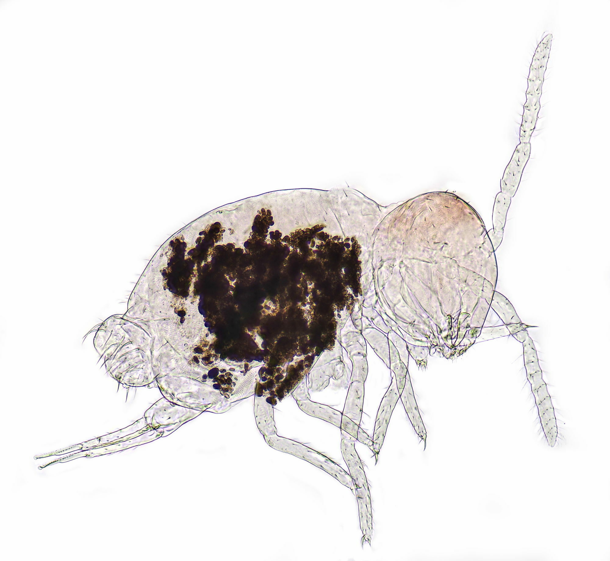 Arrhopalites caecus (Tullberg, 1871)