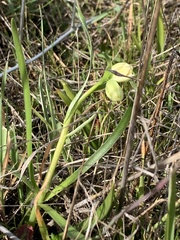 Fritillaria liliacea