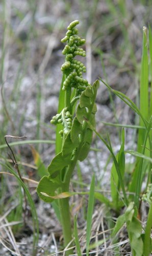 Common moonwort (Botrychium lunaria)