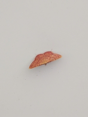 Eumelea rosalia