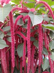 Acalypha hispida