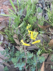 Corydalis aurea