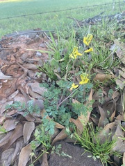 Corydalis aurea