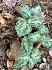 Trillium cuneatum